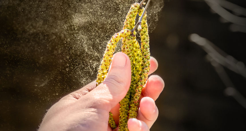 恒达线路 花粉中的过敏原