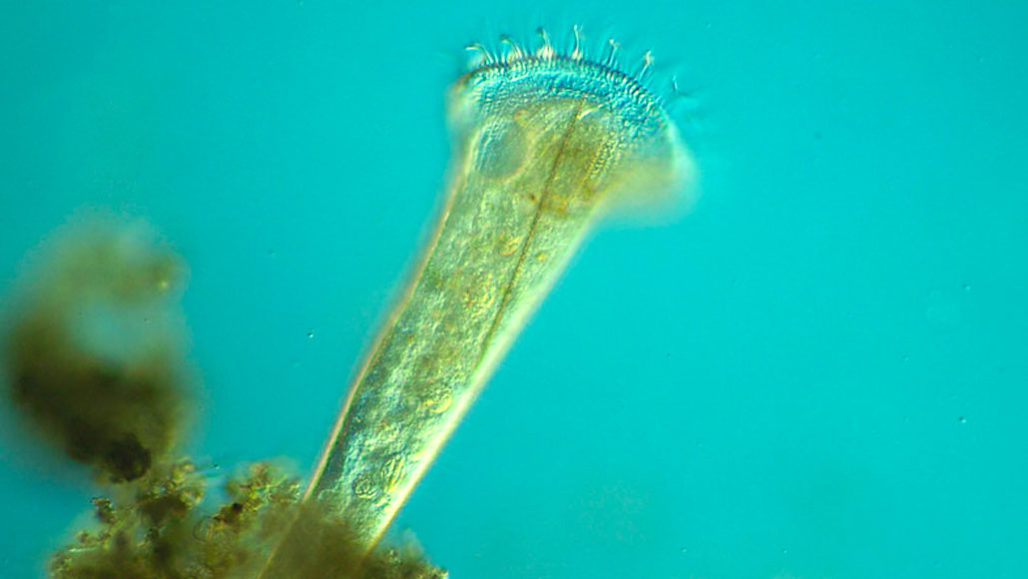 恒达网址 单细胞原生生物对威胁的反应异常复杂