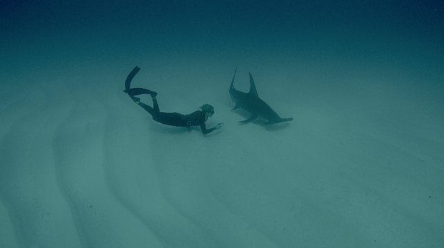 恒达手机版登陆 点评:我们如何发现“隐藏的鲨鱼”