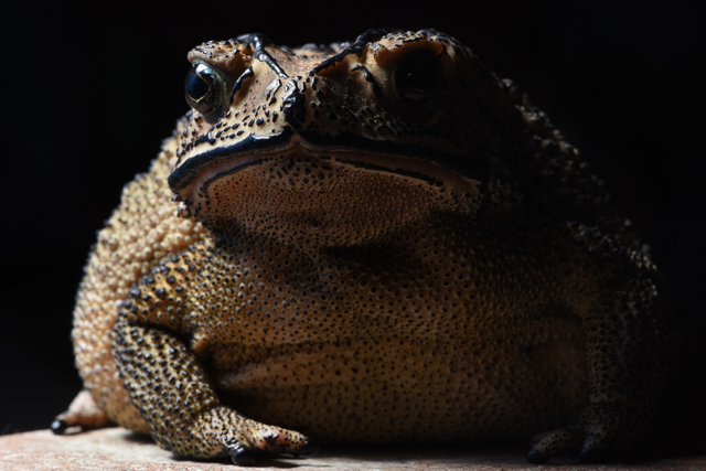 恒达登陆 当今形象:那只癞蛤蟆是毒药