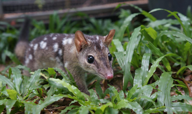 恒达登陆 迁移后，濒临灭绝的物种不再躲避捕食者的气味