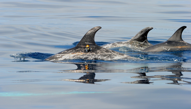 恒达登录地址 当日图像:遇险信号