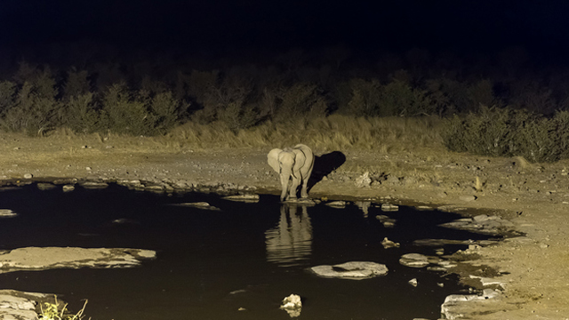恒达登录连接 人类正在使哺乳动物回归夜间生活