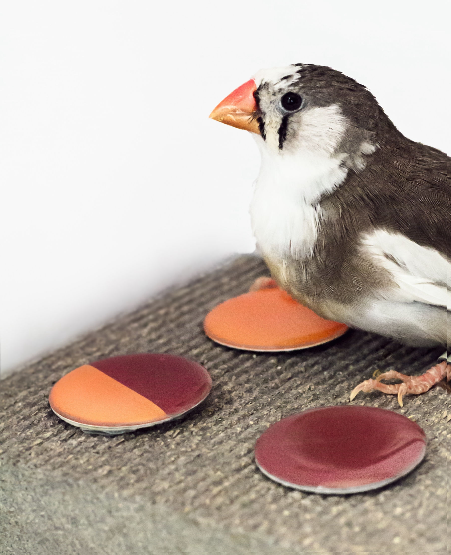 恒达登录网址 红色警报