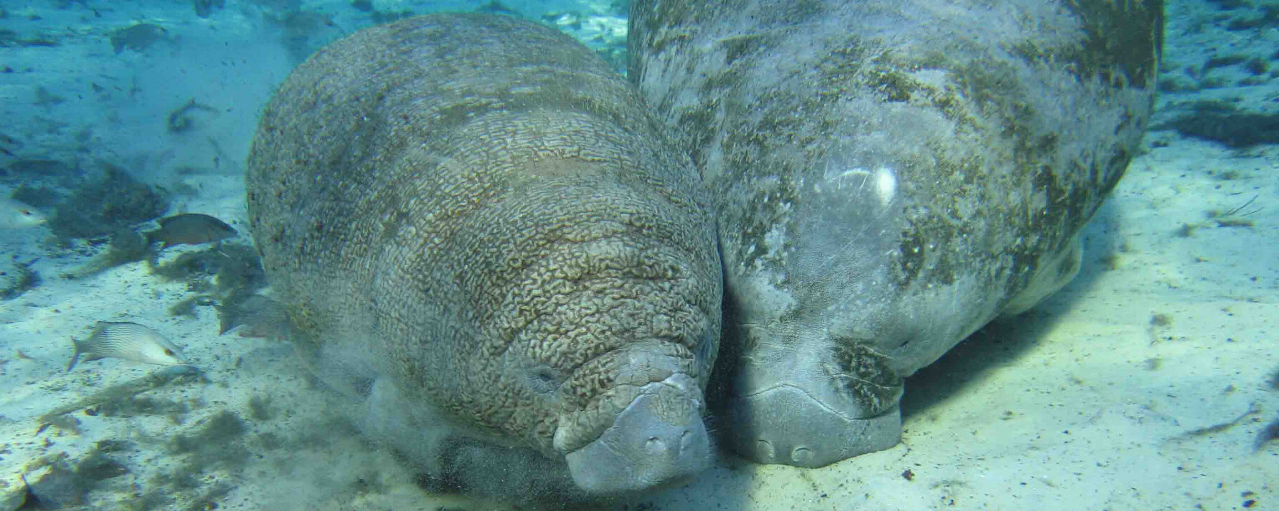 恒达登录网址 基因突变会增加海洋哺乳动物对农药的抵抗力	 