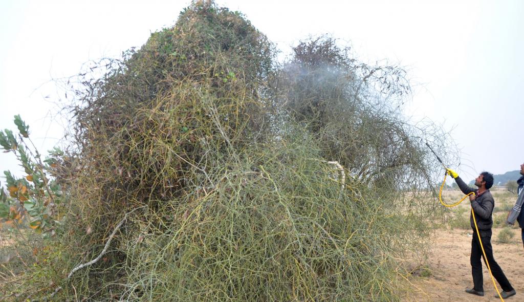 恒达招商 蝗灾是气候变化现实的一个残酷提醒