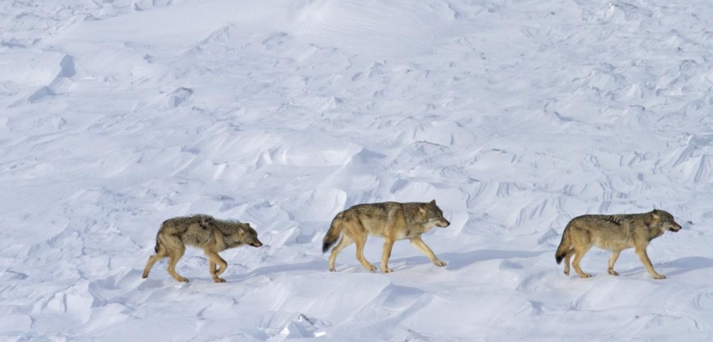 恒达娱乐注册登录拯救狼群，控制驼鹿